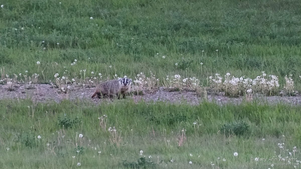 Badger in high desert