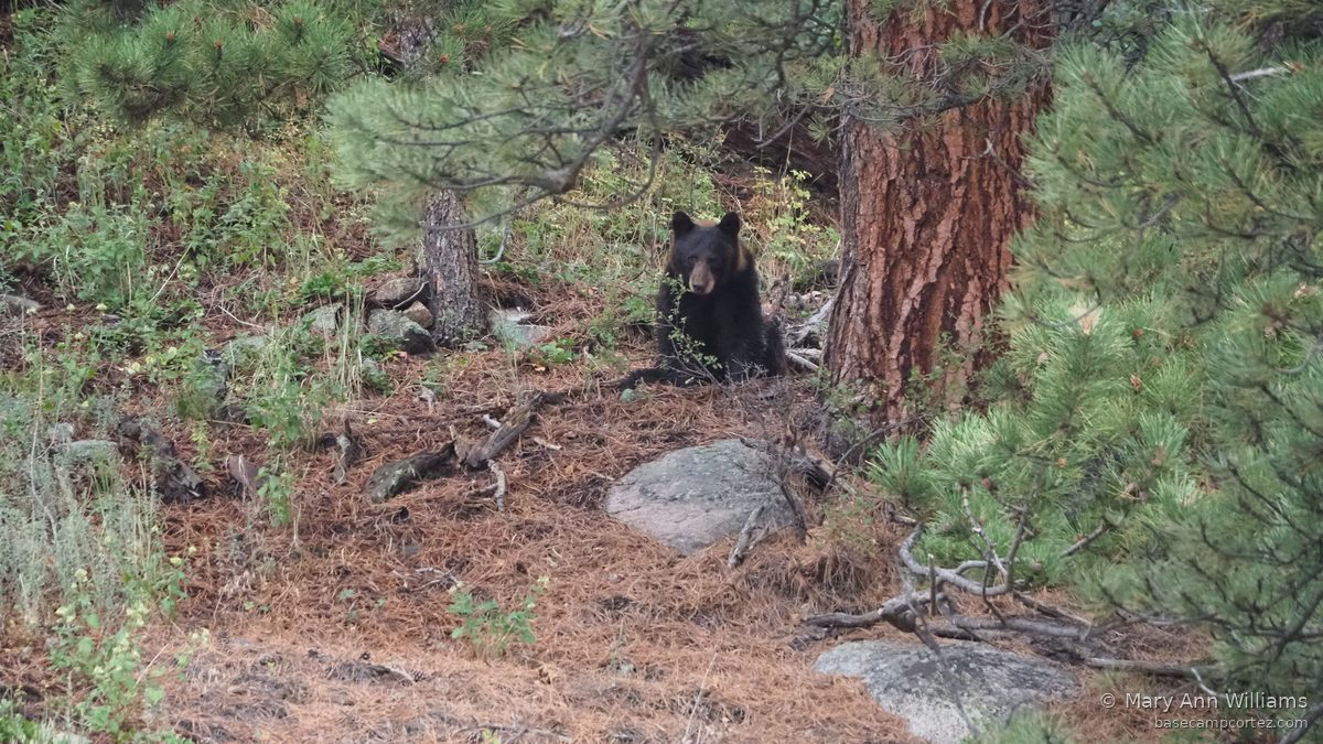 Black bear in ponderosa pine forest