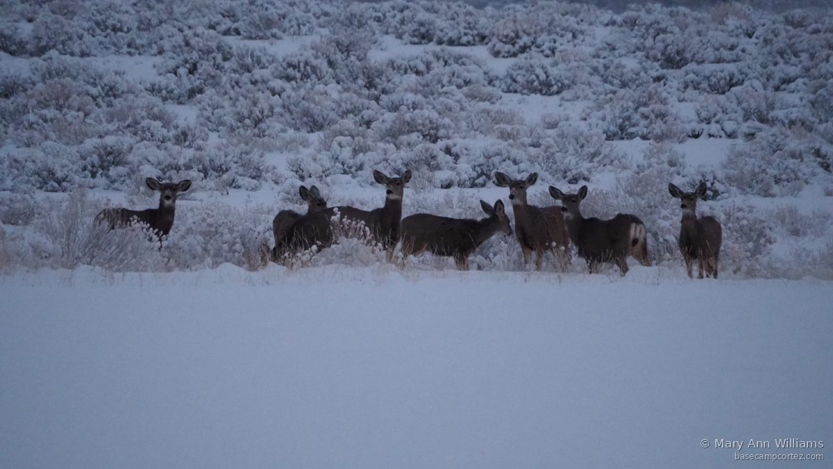 Deer herd at dusk in snow