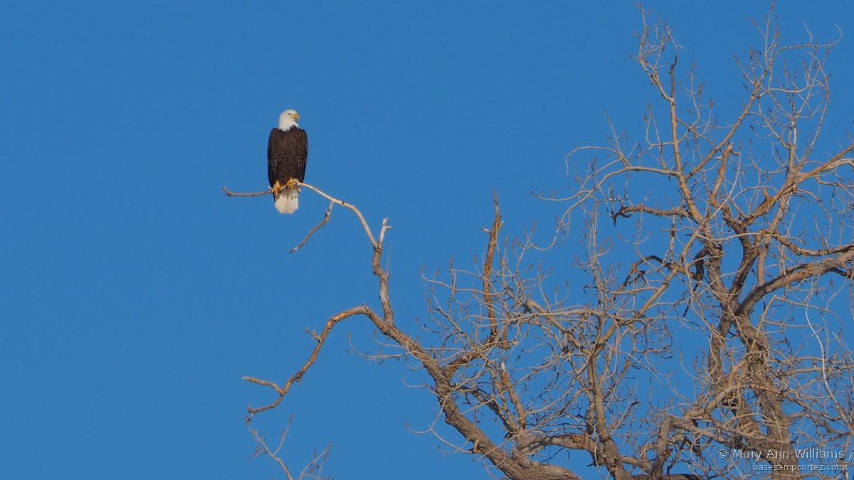 Bald eagle in cottonwood tree
