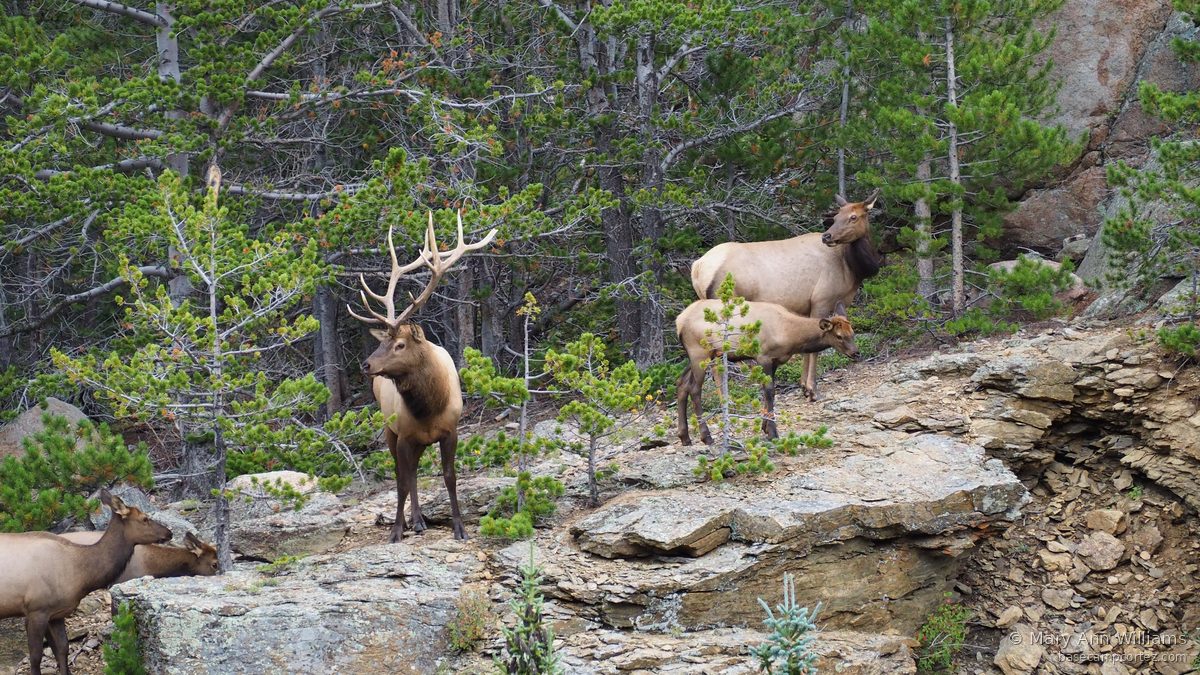 Bull elk with herd