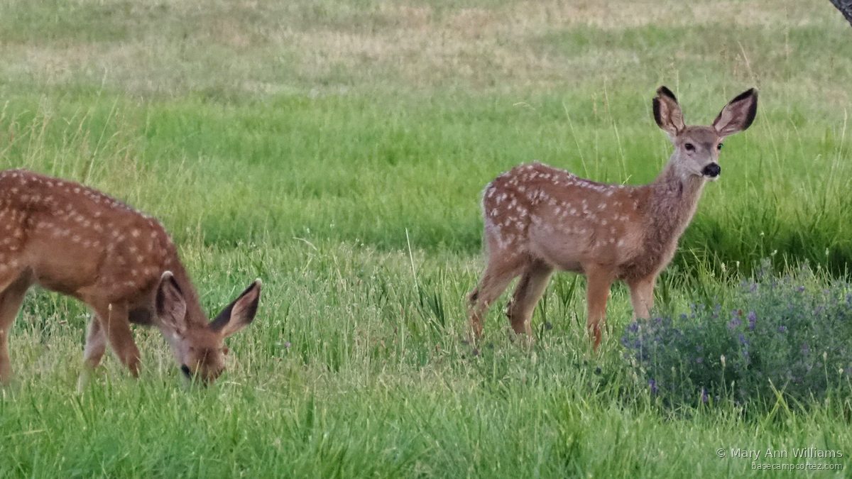 Two spotted fawns in meadow