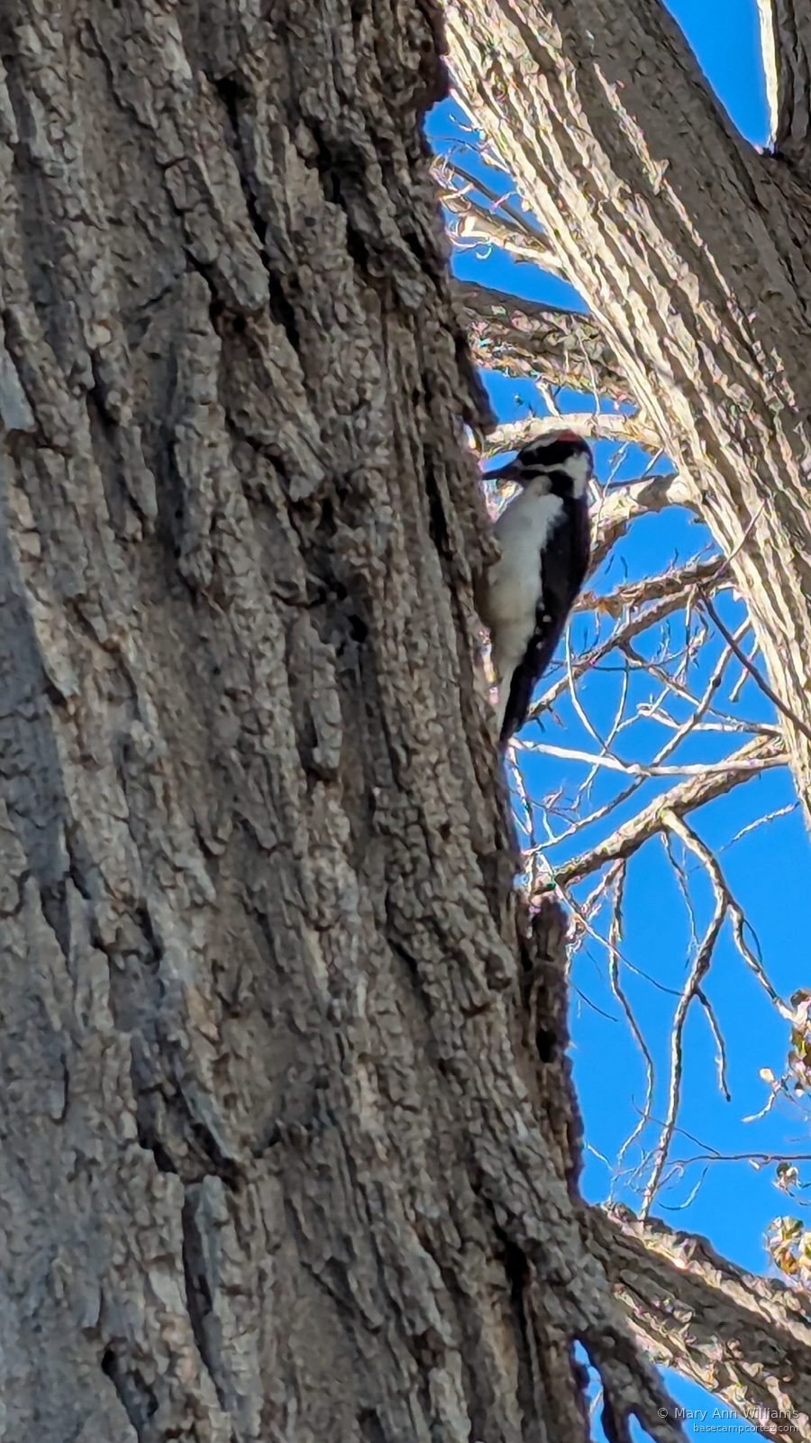 Northern Flicker on tree trunk