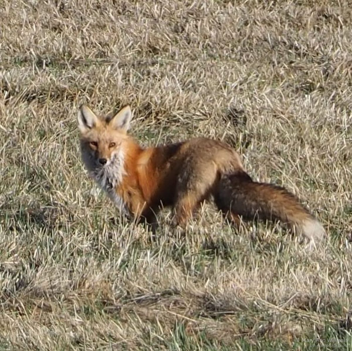 Red fox in sagebrush