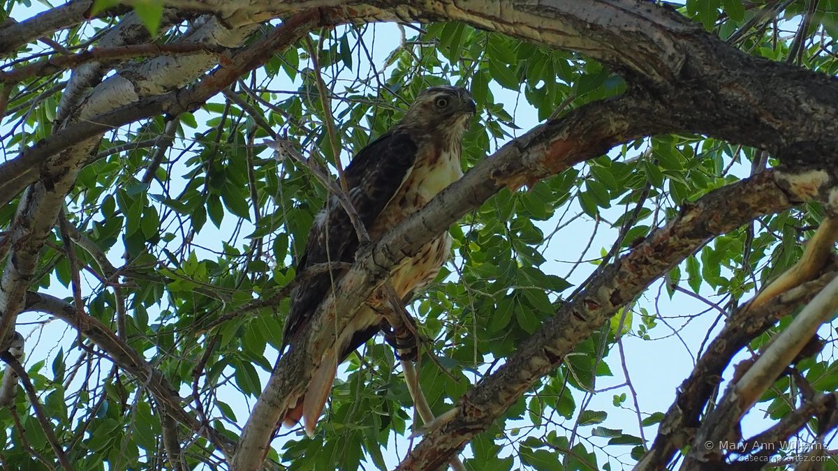 Cooper's hawk in cottonwood
