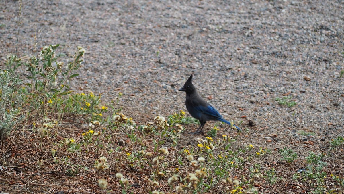 Steller's Jay in ponderosa pine