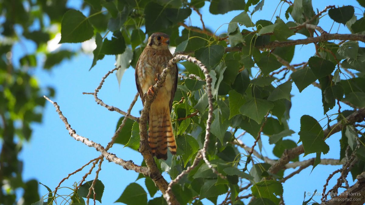 American Kestrel in aspen