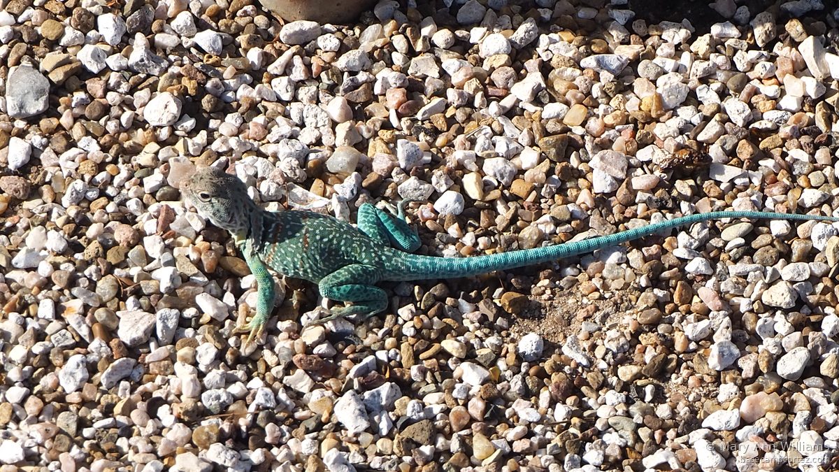 Mountain lizard on rock