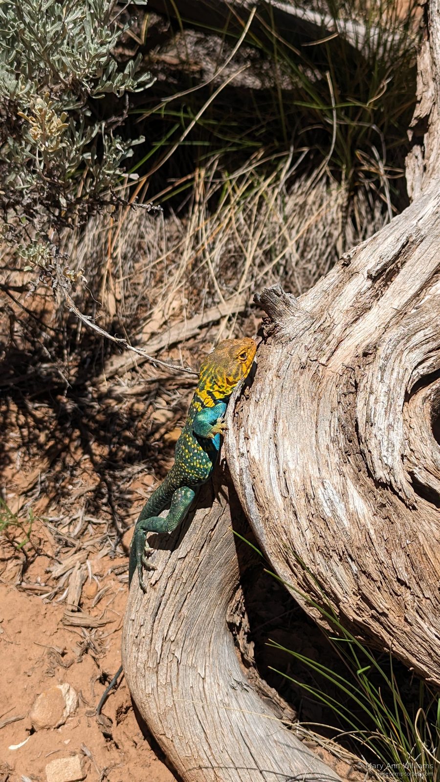 Desert lizard in sagebrush