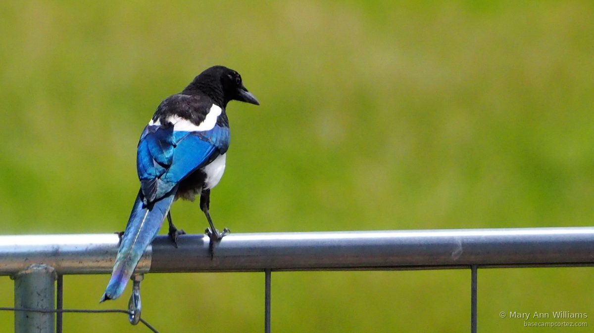 Black-billed Magpie