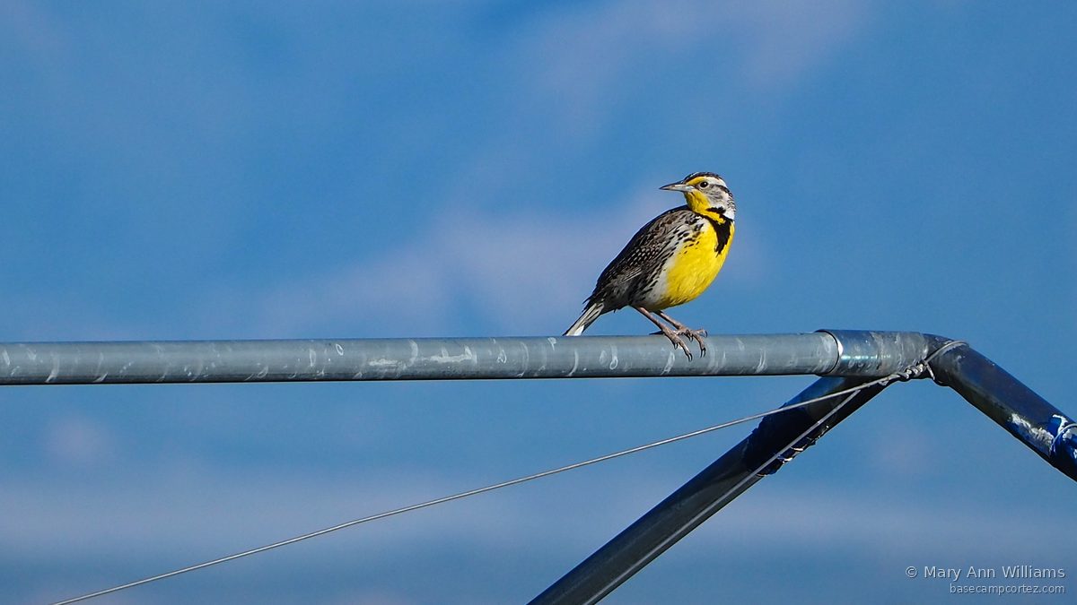 Western Meadowlark