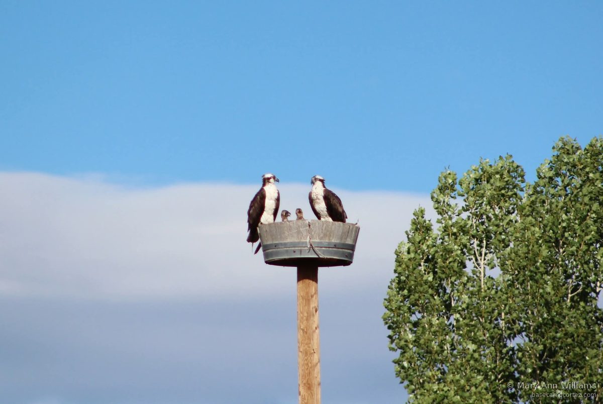 Osprey family on nest