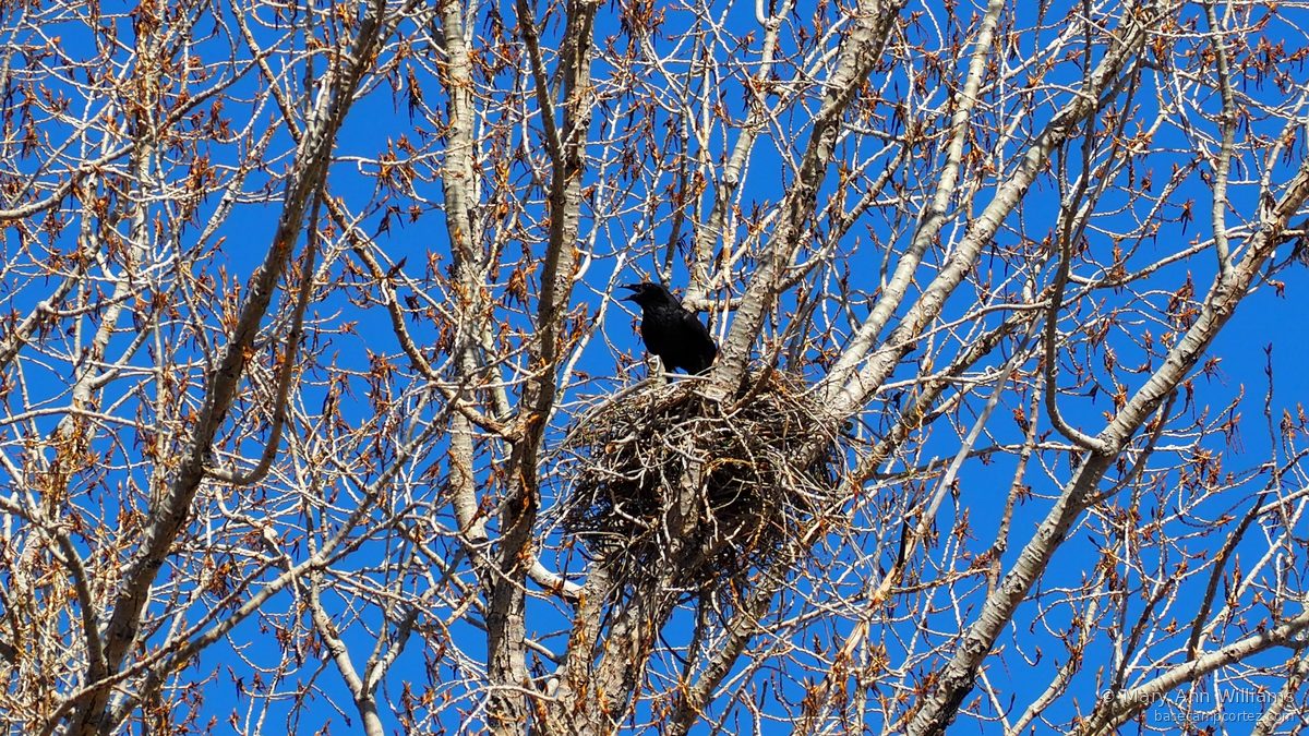 Raven on nest in bare cottonwood