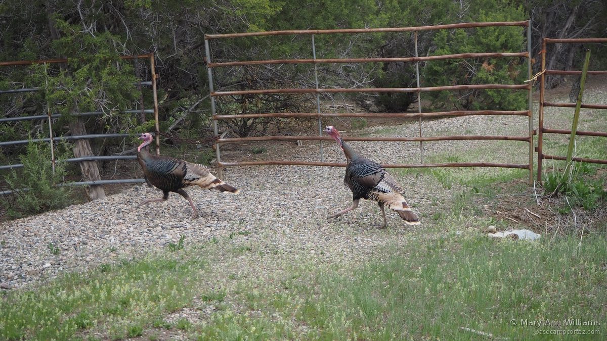 Wild turkeys at fence